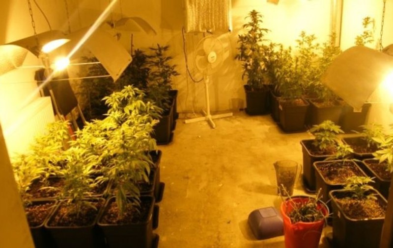 Tânăr din Timişoara, arestat după ce poliţiştii au găsit o plantaţie de cannabis în apartamentul lui. Uite ce avea în casă