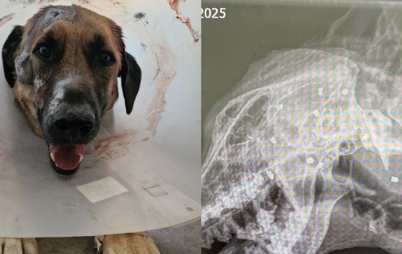 Câinele supraviețuiește după ce a fost împușcat de 42 de ori: „Keks este o minune. Nu și-a pierdut încrederea în oameni, deși i-au făcut lucruri îngrozitoare”