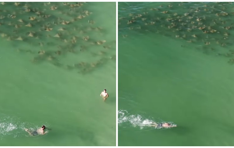 Invazie de pisici de mare pe o plajă din Florida, unde peștii au înotat printre oameni I VIDEO