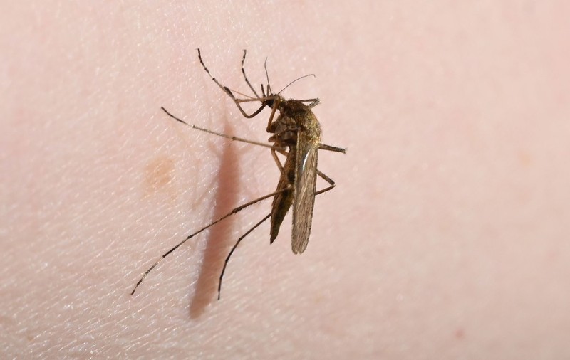30 de cazuri de infecție cu West Nile în România: cei mai mulți pacienți sunt în București, Galați și Brăila