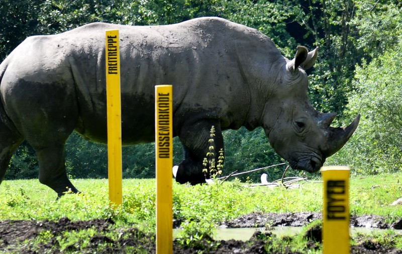 O îngrijitoare de la grădina zoo din Salzburg a fost ucisă de un rinocer de aproape două tone, iar un coleg care i-a sărit în ajutor a fost rănit
