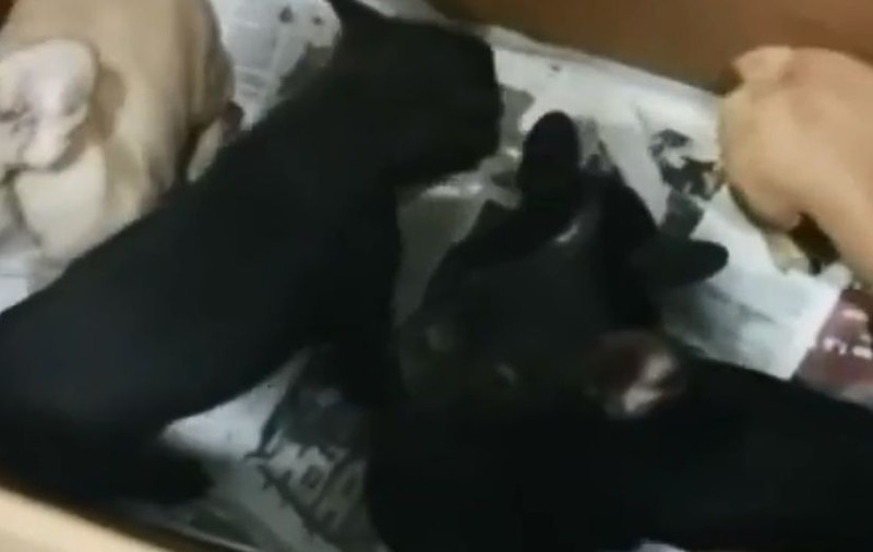 Români cercetați în Italia pentru trafic de pui de buldog francez
