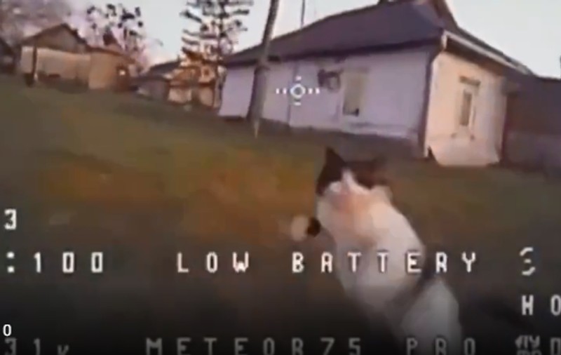 Un clip cu o pisică din Donețk care doboară cu laba o dronă a devenit viral: „Noul sistem antidronă din biolaboratoarele ucrainene”