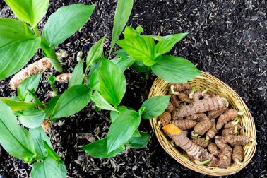 Rădăcină de turmeric sau curcuma
