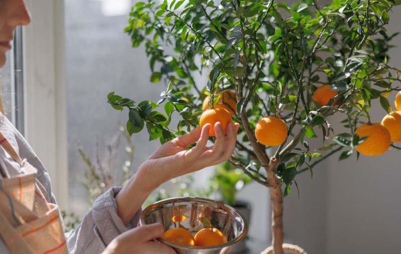 Plante exotice pe care le poţi cultiva şi în România