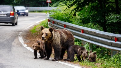 Parlamentul dublează cota de ucidere pentru urși și permite împușcarea „exemplarelor speciale”