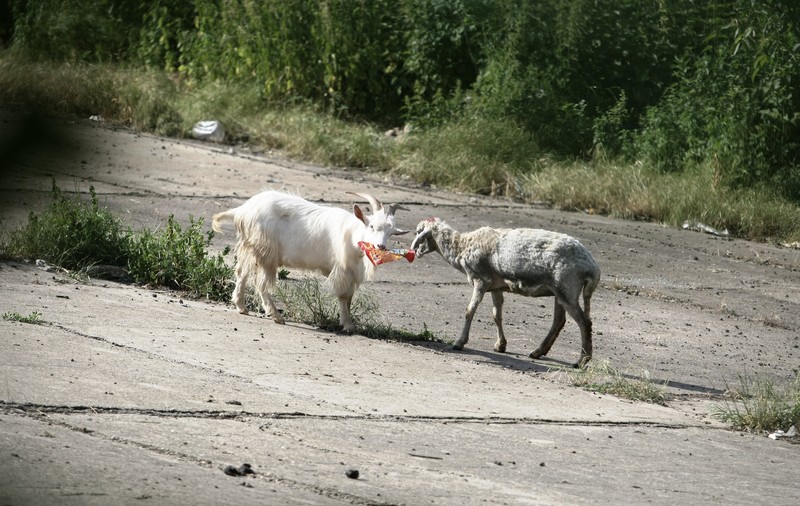 Parcul Văcăreşti, în regim special: Ciobanii trebuie să-şi mute oile din Delta Bucureștiului!