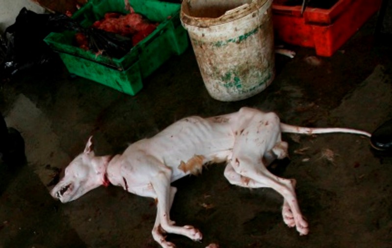 Au omorât un câine ca să facă un grătar exotic