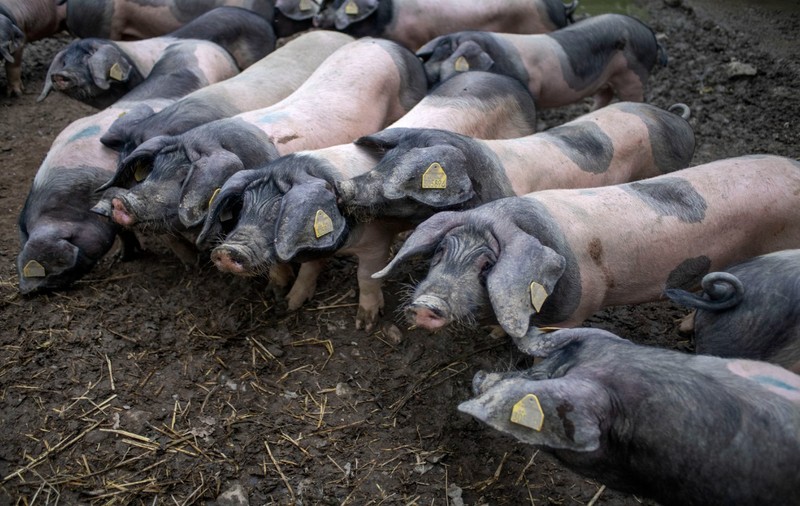 Boala cauzată de un virus cu șapte serotipuri din cauza căreia Marea Britanie a interzis toate importurile de animale din Germania