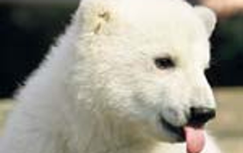 Knut, acuzat de crima