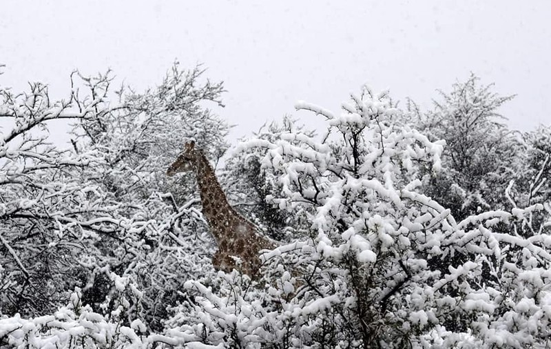 Imagini uimitoare cu elefanți și girafe în zăpadă surprinse în Africa de Sud