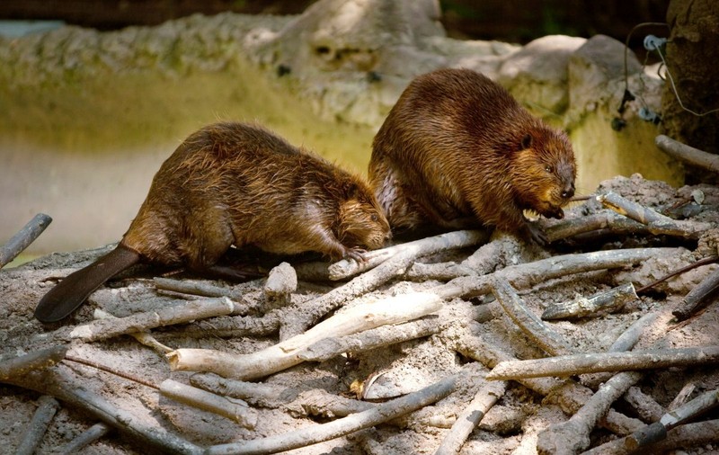 10.000.000 de euro pentru protejarea castorului și a păsărilor rare. Ministerul Mediului caută parteneri pentru biodiversitate