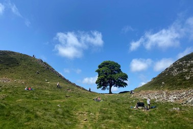 A picture taken on June 4, 2023 shows the Sycamore Gap tree along Hadrian's Wall near Hexham, northern England. One of the UK's most photographed trees, located next to the Roman-era Hadrian's Wall in northeast England, has been "deliberately felled," the authority responsible for the local National Park said on September 28, 2023.,Image: 809155743, License: Rights-managed, Restrictions: , Model Release: no