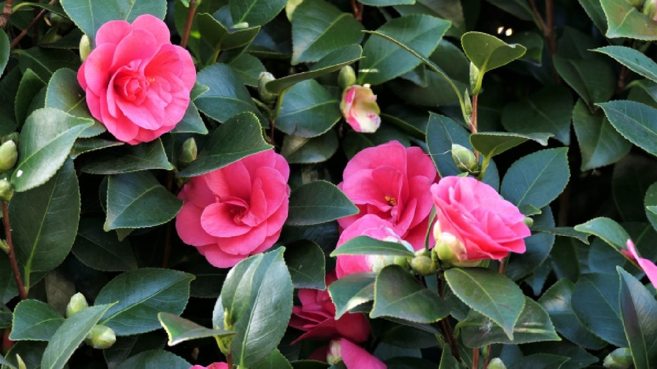 camelia roz