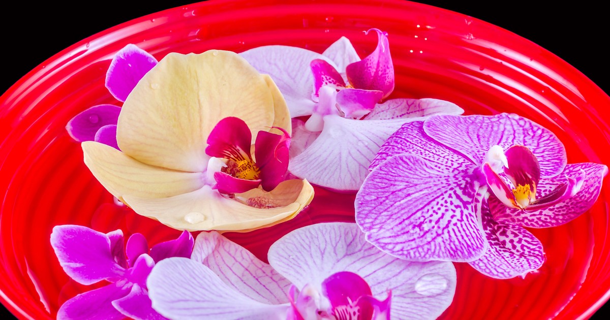 Orhideea Phalaenopsis - cum îngrijești această floare deosebită