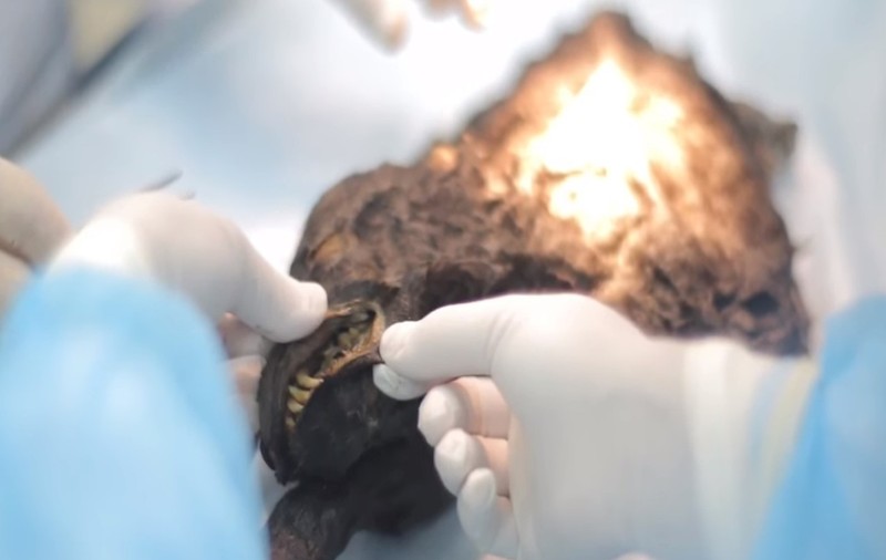 Au căutat de purici un câine înghețat acum 12.000 de ani|VIDEO