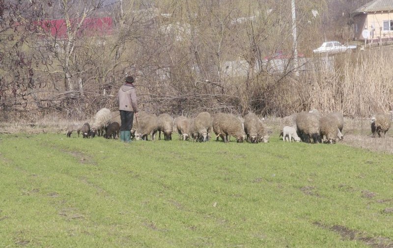 Nu e banc! Lupul, reclamat la 112 pentru că a mâncat o oaie