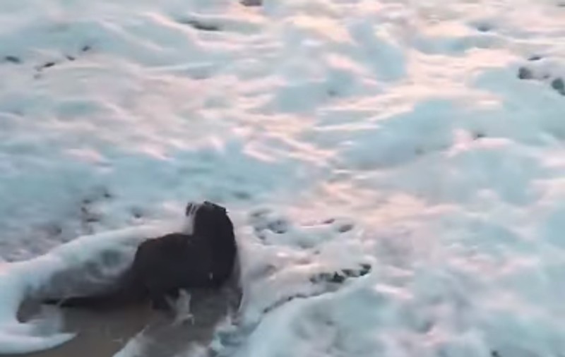 O vidră a fost filmată de turiști pe plaja de la Eforie Nord. Reacția specialiștilor. VIDEO