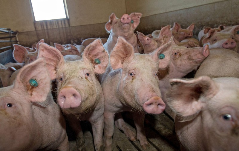 Un șofer din Satu Mare a încercat să ofere polițiștilor un porc pentru a nu sufla în etilotest