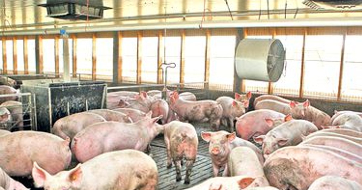 Nou focar de pestă porcină la o fermă din Călărași