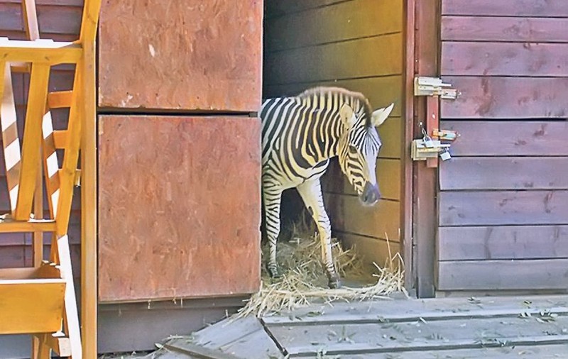 Zebra de la Zoo a murit înecată după ce a evadat