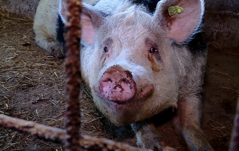 Femeie omorâtă de scroafa pe care o hrănea. Animalul i-a mâncat o mână