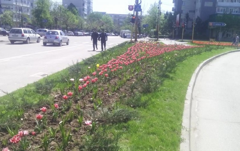 Poliţiştii din Slatina, scoşi în stradă să păzească lalelele şi magnoliile! FOTO
