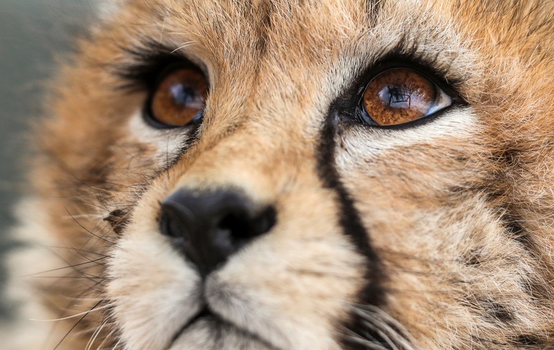 A murit ultimul pui de ghepard asiatic născut în captivitate, în Iran. Specia este pe cale de dispariție