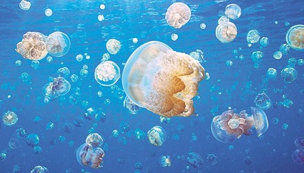 Arhiva foto