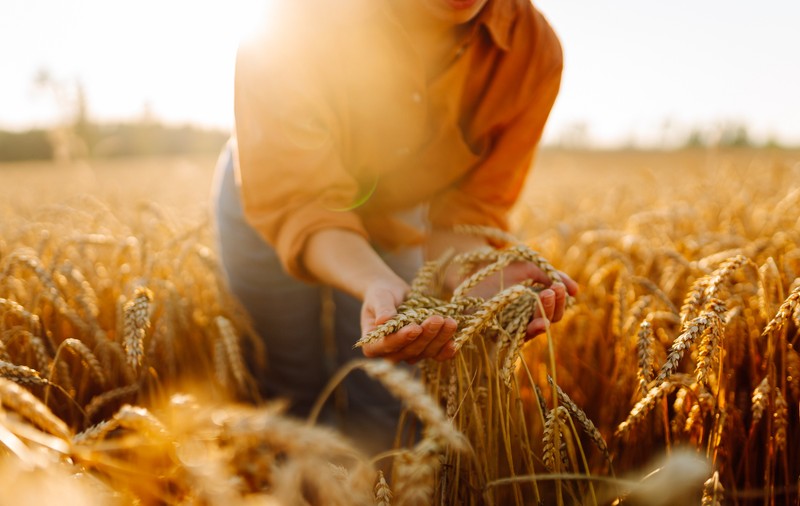 Agricultura e în pragul unei penurii istorice: prețurile alimentelor ar putea crește cu 30% din cauza războiului din Orient