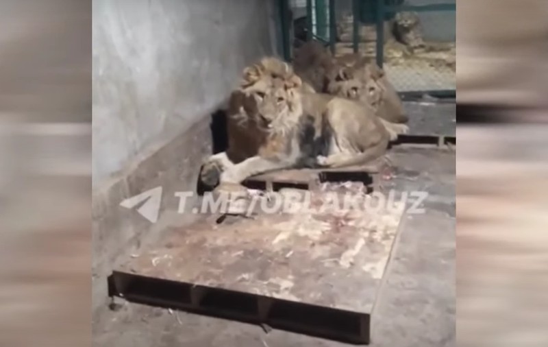 Gestul șocant făcut de un bărbat pentru a-și impresiona iubita i-a adus sfârșitul: „Simba, fă liniște!”
