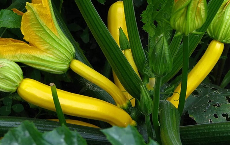 Dovlecel zucchini în ghiveci. Cum îl cultivăm pe balcon