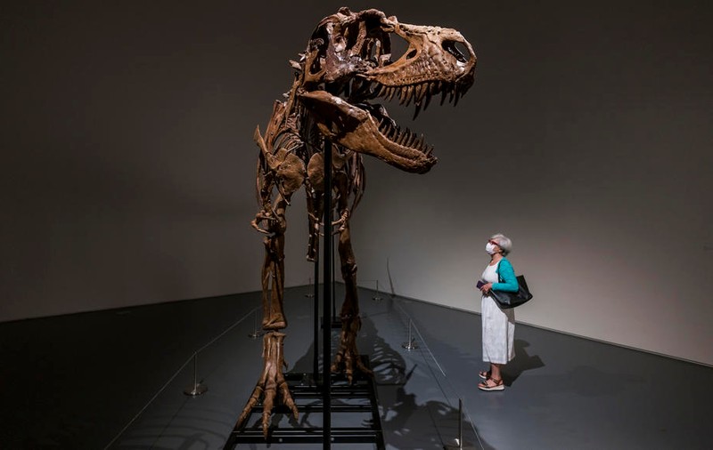 Scheletul unui „Gorgosaurus”, un dinozaur care a trăit pe Terra acum 76 de milioane de ani, scos la licitație la New York