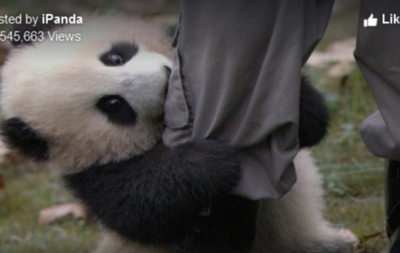 Cel mai insistent pui de panda. Viralul zilei îți va înveseli ziua | VIDEO