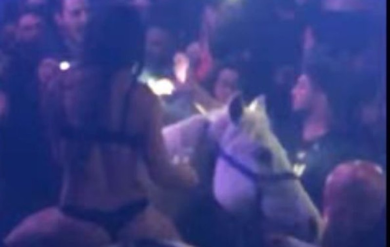 VIDEO | Un cal a fost adus pe ringul de dans al unui club din Miami