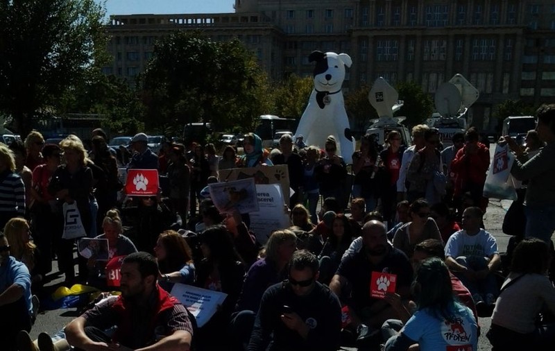 SCANDAL în faţa CCR, după ce LEGEA EUTANASIERII MAIDANEZILOR a fost DECLARATĂ CONSTITUŢIONALĂ! Protestatarii au blocat BULEVARDUL 13 SEPTEMBRIE