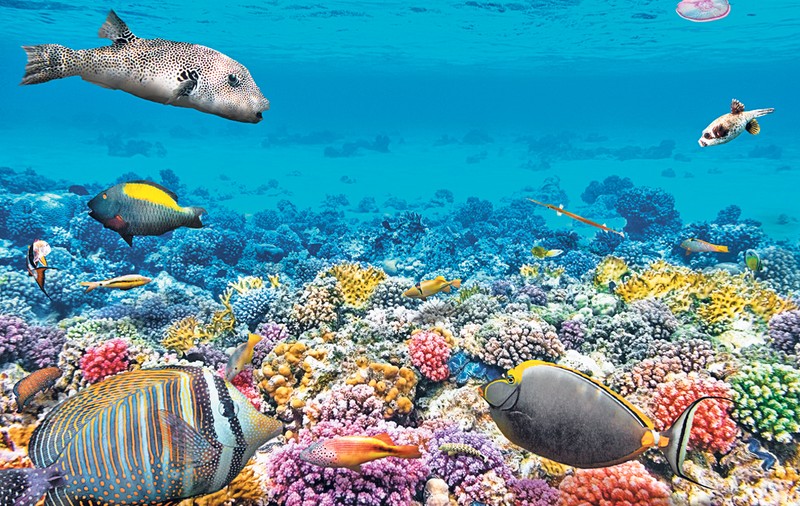 UNESCO: Marea Barieră de Corali ar trebui să fie listată ca fiind în pericol din cauza schimbărilor climatice. Reacţia Australiei