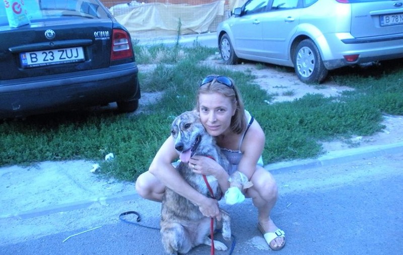 Monica Davidescu, despre eutanasierea maidanezilor: "Politicienii sunt beţi de fericire că au bani de furat!"