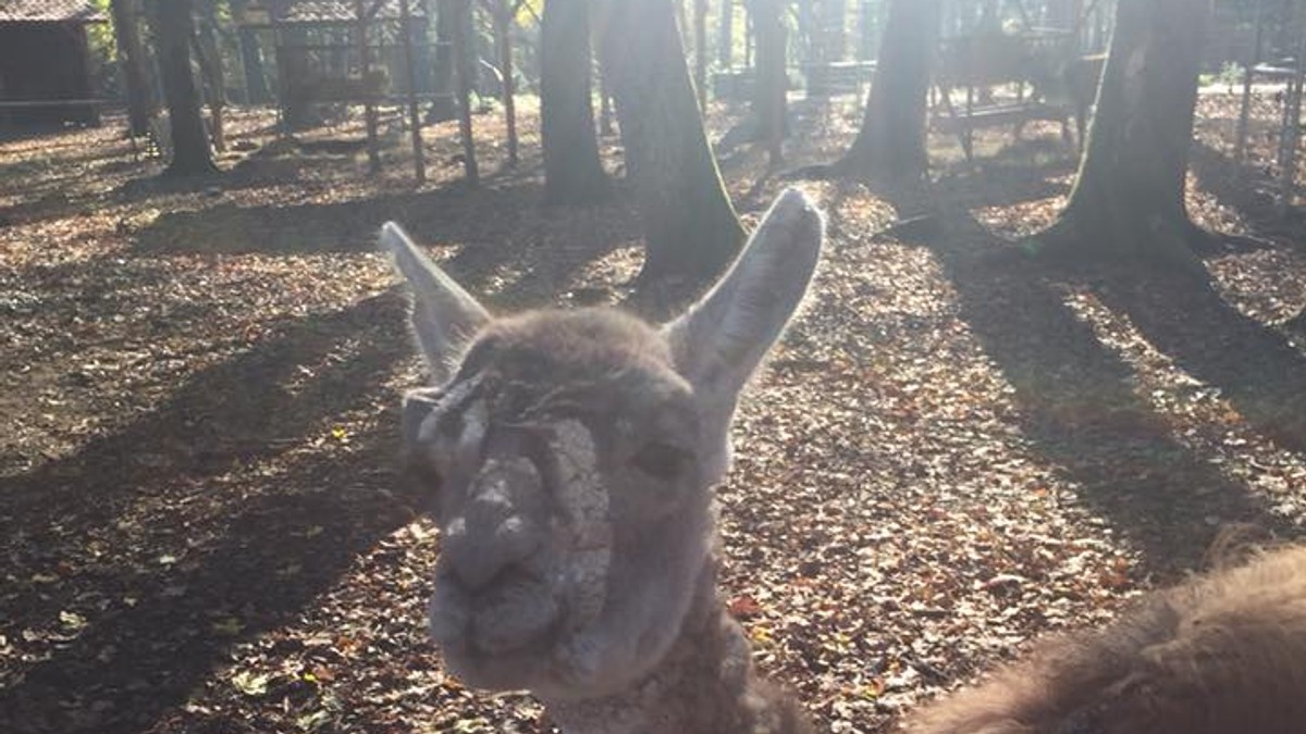 Animale bolnave la Grădina Zoologică din Timișoara. O femeie vrea să facă plângere la DSV