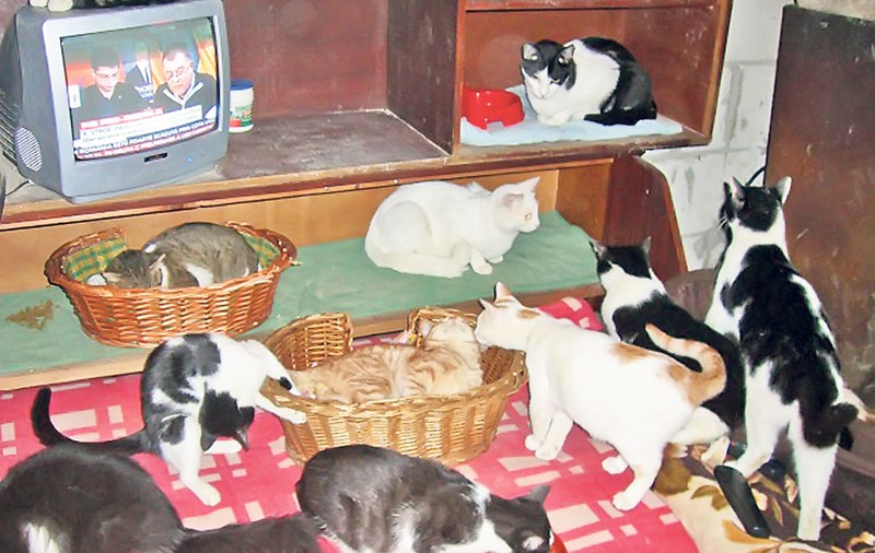 A adoptat 27 de pisici