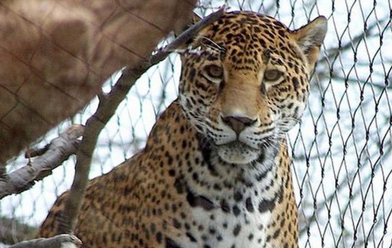 Un pui de jaguar este noul locatar de la Zoo Braşov