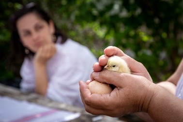 Animalele din curte sunt tovarășii cei mai apropiați ai Zsuzsei