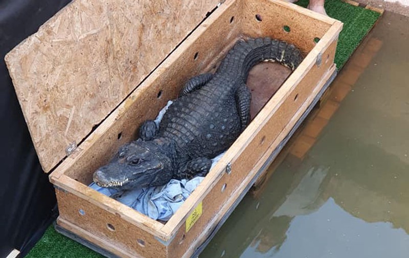 Galerie FOTO | Doi crocodili sunt aclimatizați în bazine cu apă termală, lângă Arad. Ce vor să facă cu ei proprietarii afacerii
