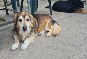 Brăduț, decanul de vârstă al câinilor luați sub ocrotire de doamna Olga