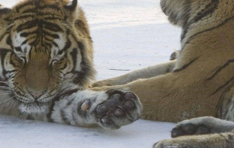 Dresor, sfâşiat de un tigru în timpul unei spectacol