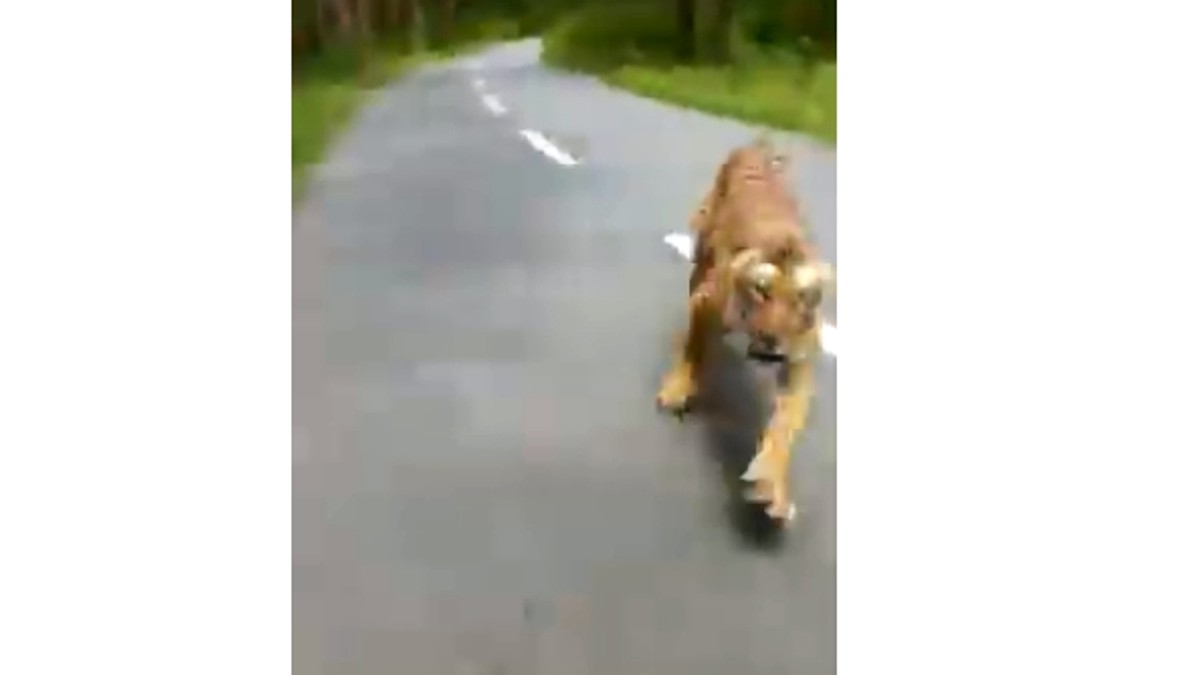 Imagini incredibile: un tigru a ieșit în fugă dintr-o pădure și a alergat un motociclist
