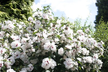 Plantare hibiscus