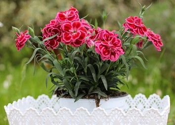 Plantare garooafe în ghiveci