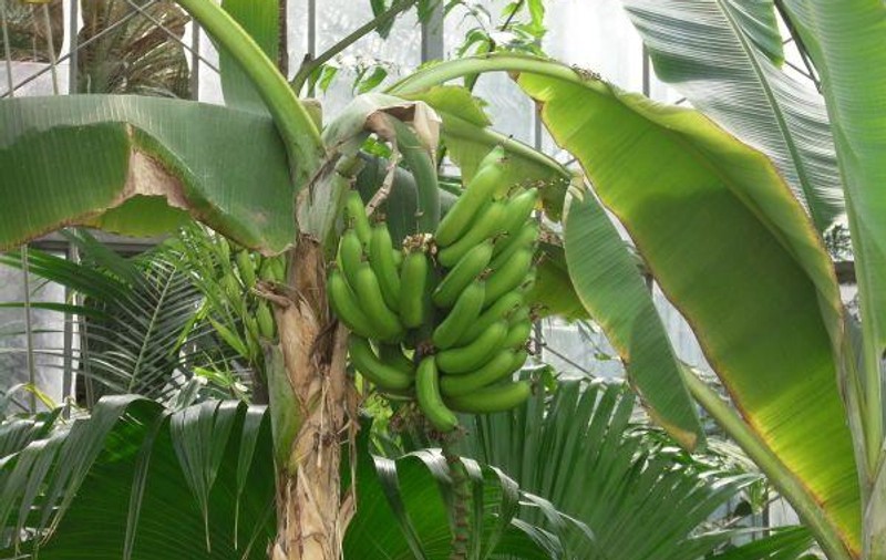 Livada tropicală din Banat. Banane românești, coapte la Timișoara