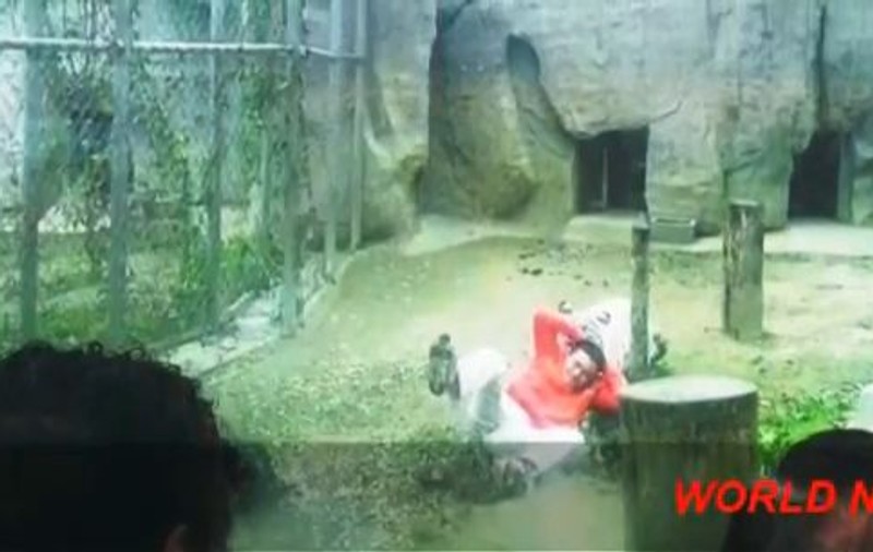 TERIFIANT! S-a ARUNCAT ÎN CUŞCA TIGRILOR, oferindu-se drept HRANĂ | VIDEO